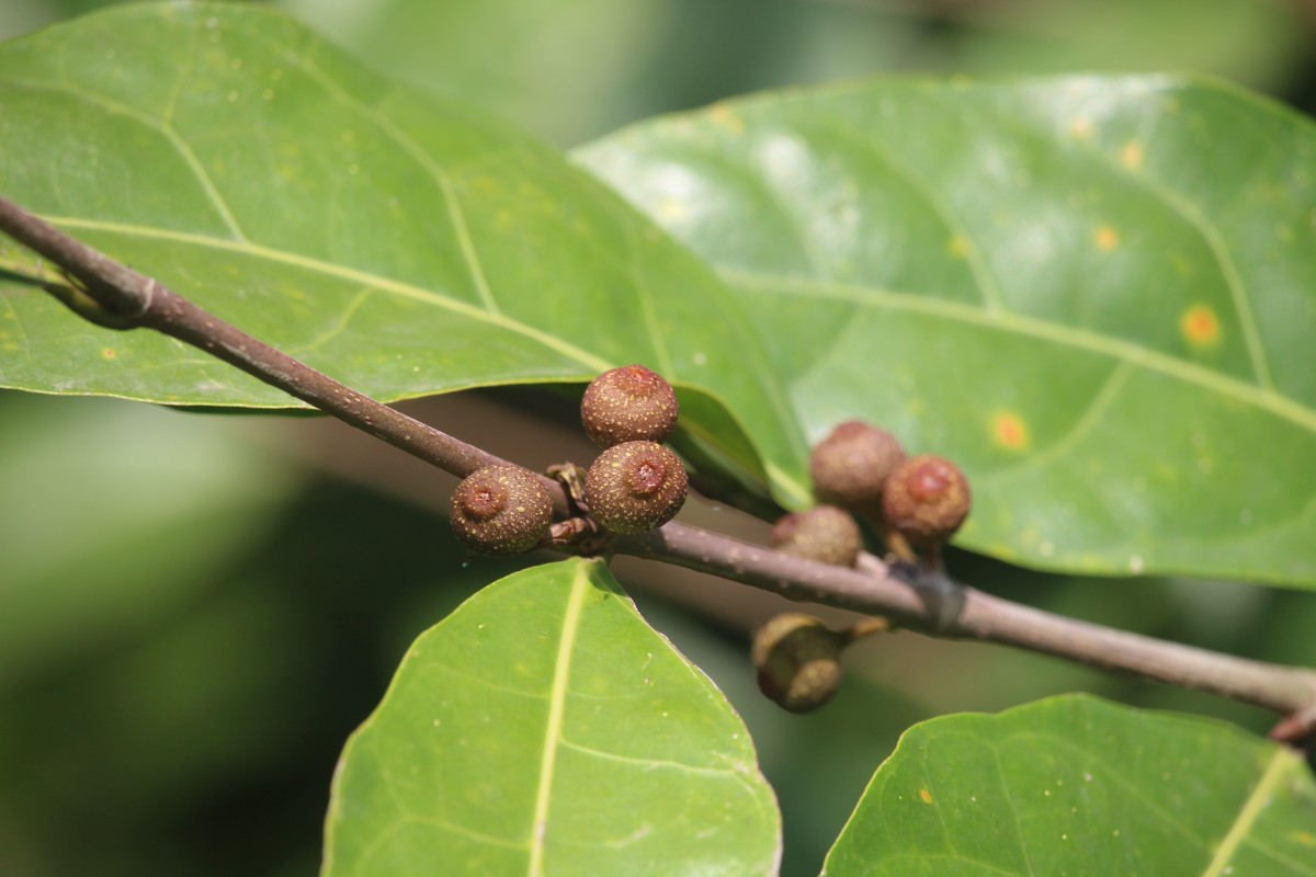 Ficus tinctoria subsp. gibbosa (Blume) Corner